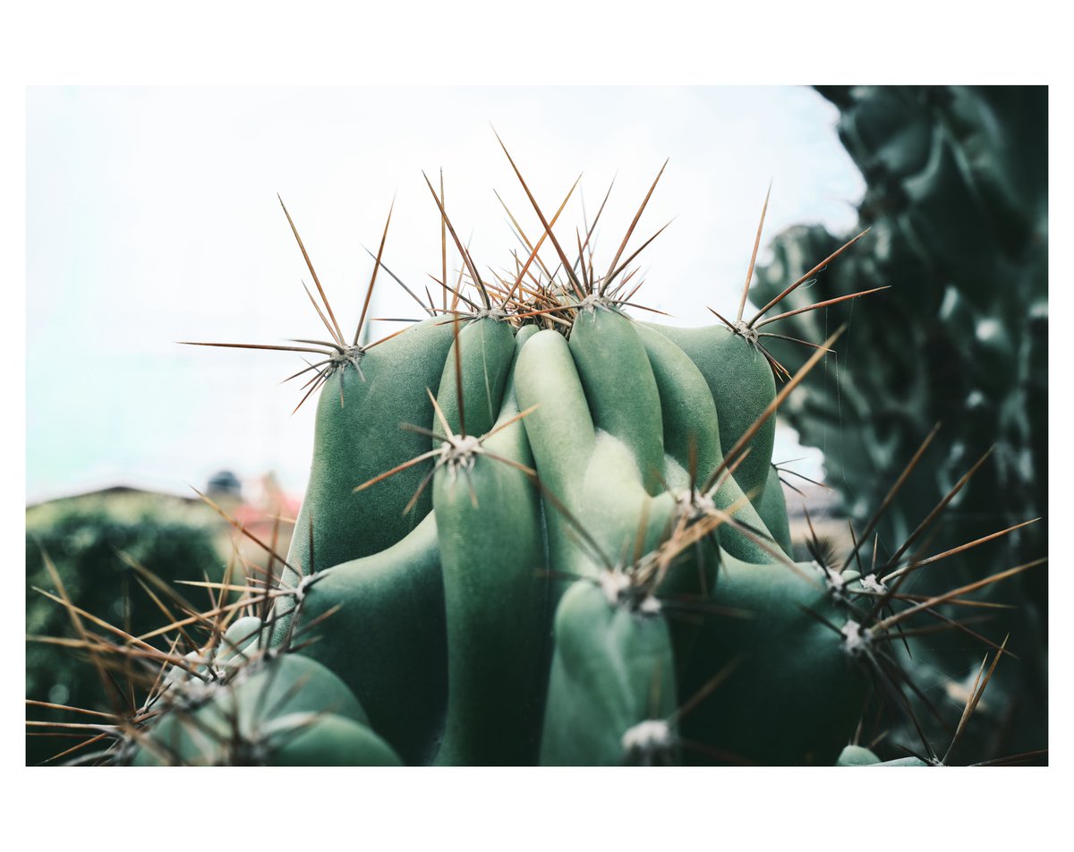 rosenstech's tweet photo. #cactus #Mexico #ciudaddemexico #streetphoto #fujifilm_xseries #x100v #photograghy #photooftheday https://t.co/uFbVc0voj4