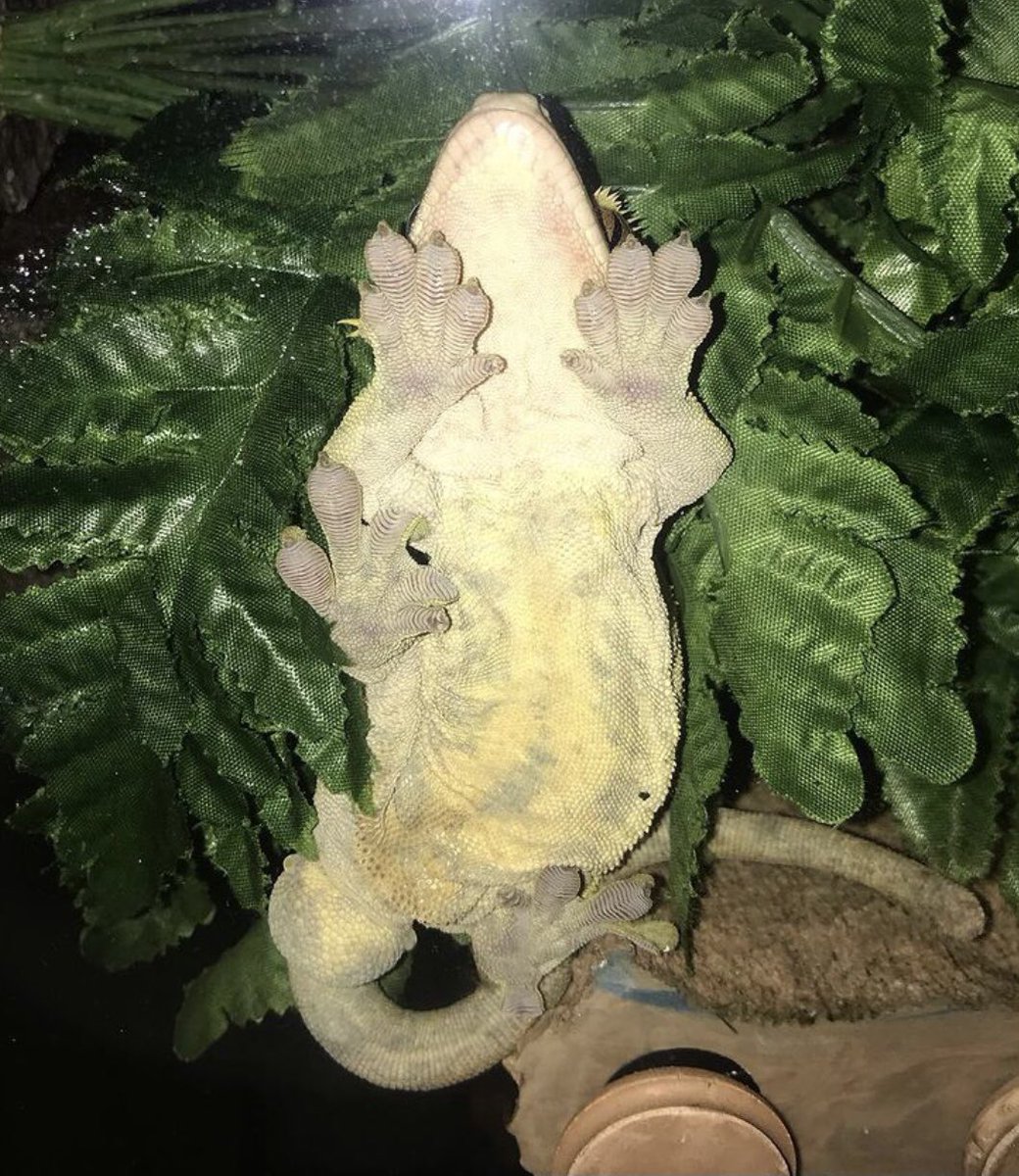 ageckoandhispjs's tweet photo. Bam Bam wanted to show you all his cute little belly

#crestedgeckosoftwitter #crestedgecko #crestiesoftwitter #geckosoftwitter #reptilesoftwitter #etsy #etsyshop #smallbusiness #familybusiness #reptileacccessories #geckolove #bambam #cresties https://t.co/ACkTVwMsgH