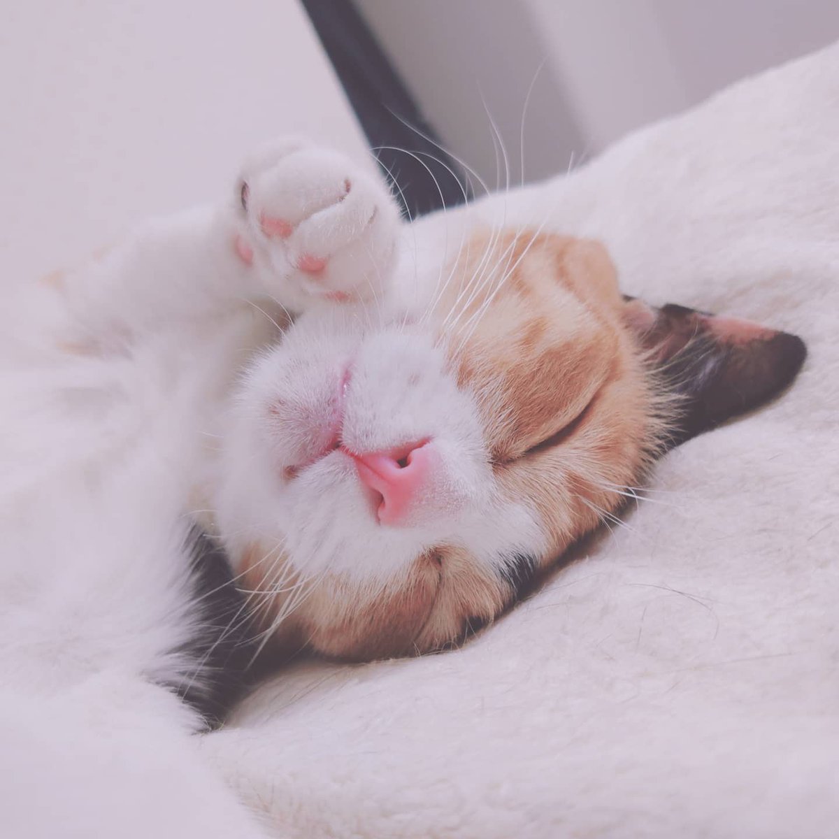 いつも優しい繋がりを
　ありがとうございます💝

週明けの毎日が
　素敵な日々でありますようにꕤ*.ﾟ 

#きなこ
#マロン
#思い出