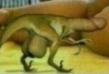 Canarias_JP's tweet photo. MANDATE A MUDAR.... SE DESCUBRE AL "SEXOSAURIO", NOMBRE CIENTÍFICO Twitterus Canariae, EN UN YACIMIENTO GUANCHE DE GUAMASA, TENERIFE 😱😈🍆 #DINOMINGO #REAL https://t.co/za9VT0Jj30