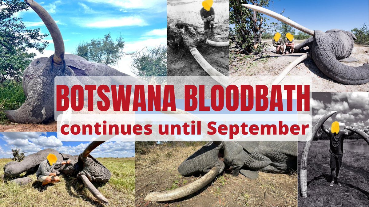 PATH_2022's tweet photo. #Botswana #ElephantHunting season continues until September.
The news reports of giants slain in Botswana is free advertising for trophy hunting companies. that have spent the last 2 years ripping off #localcommunities
https://t.co/OsTgxDB1kL
#TrophyHunting #Elephants #Tuskers https://t.co/VoByxVrTSH