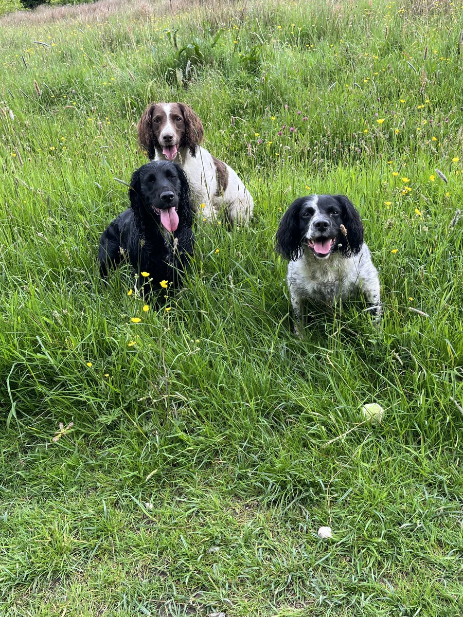 muckyspaniel's tweet photo. To make our W’s even better we found a 🎾 https://t.co/eOfrzYs6vc