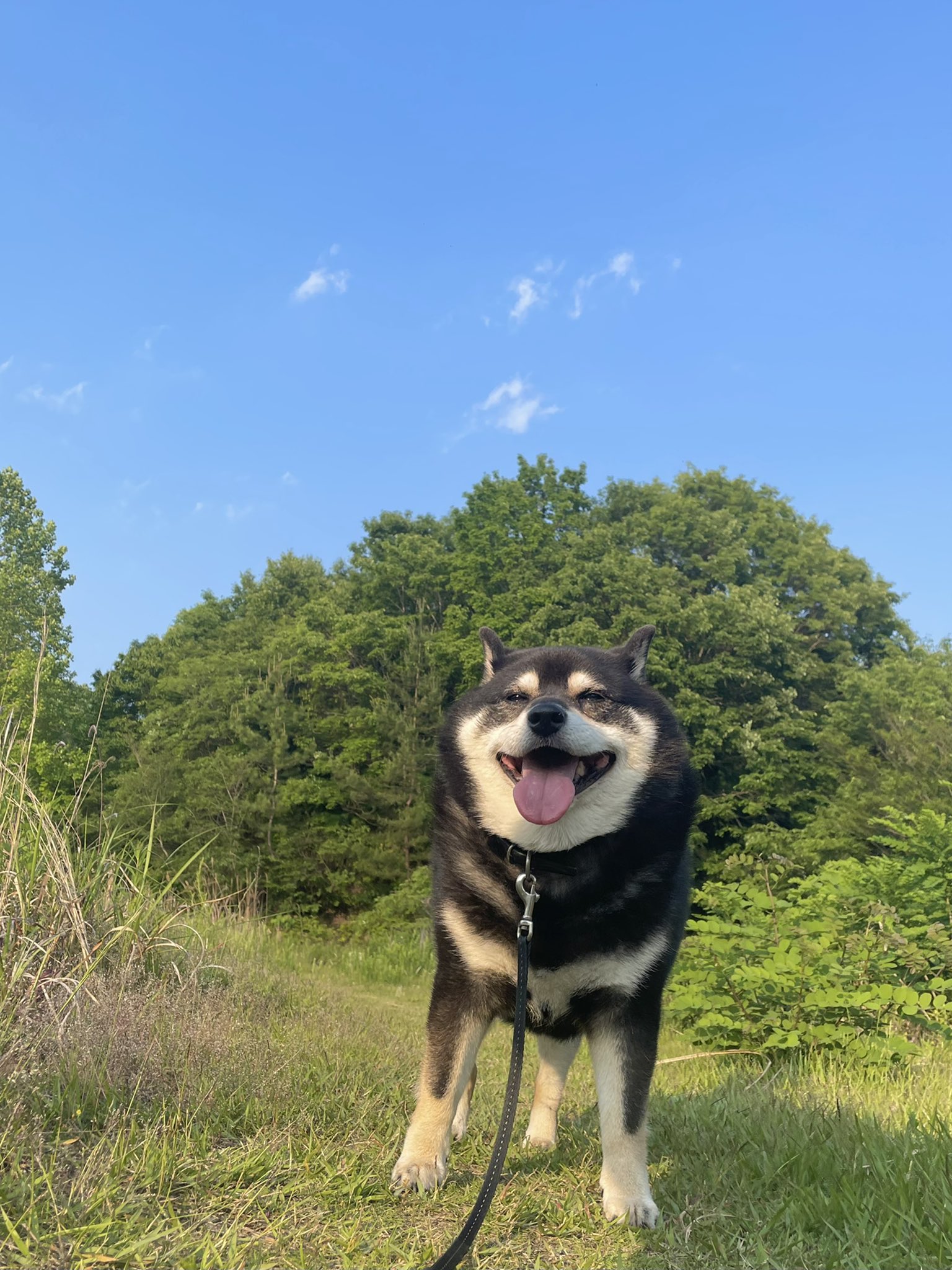 تويتر 黒柴たろう على تويتر 何犬 ってよく聞かれるけど オラは柴犬 U ェ Uたろちゃん 黒宝瑛大号 ってカッコ良い名前も持ってるんじゃけん T Co W4ui75zbsu