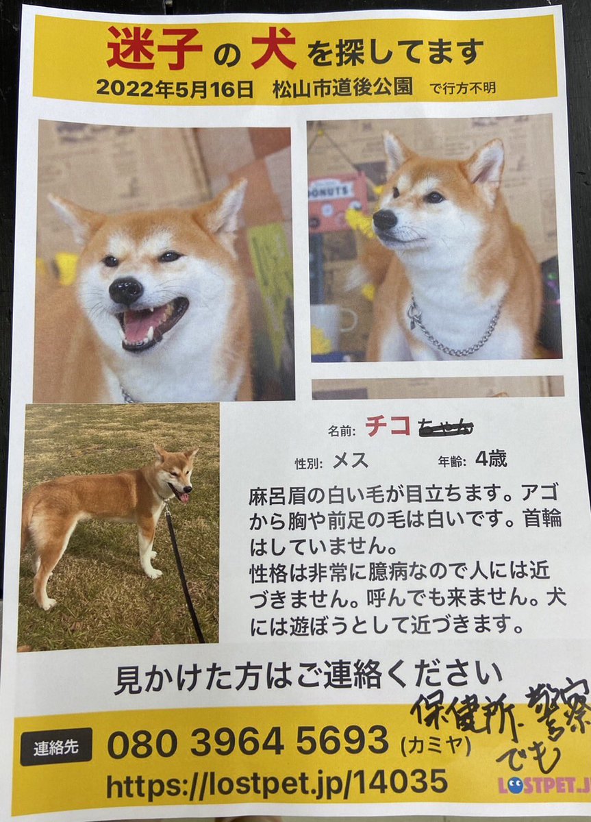 ack_medaka's tweet photo. 迷子犬探している方がおられます🙇‍♂️
主に愛媛県松山市の方で、何か情報あればお願いします🙇‍♂️
同時に拡散いただけると助かります💦 https://t.co/bl9CJKd4du