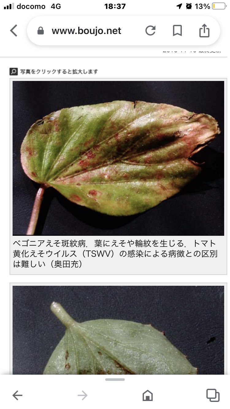 Sokumi この赤い斑点みたいのはなに ３枚の葉の内 この葉っぱだけに赤い斑点みたいのが なにか病気なの ご存知の方 教えて下さい ベゴニアマクラータ T Co 0sneqanrxl Twitter