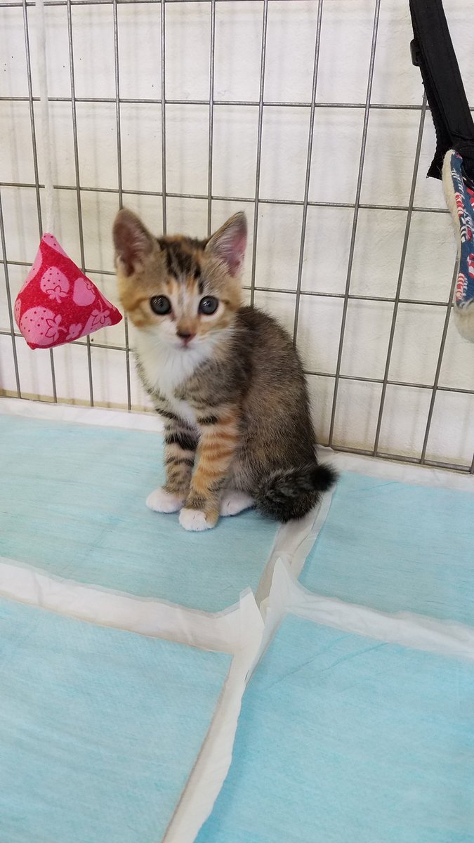 ５月になってから子猫が参戦しはじめて…可愛い子ばかりですぜ！！
高崎アニマルランドは毎週日曜日１０時～１５時まで譲渡会開催中です！！