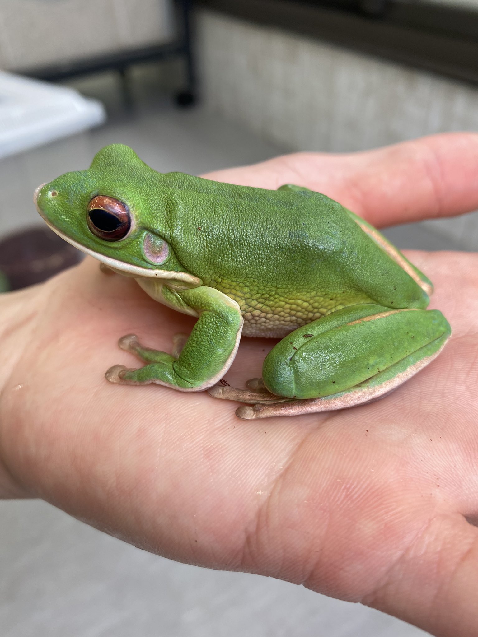 爬虫類倶楽部 仙台店 本アカウント 新入荷生体紹介 クツワアメガエル イエアメガエルと並んで人気の樹上性の大型になるカエルです イエアメガエルのような丸みのあるフォルムではなくシャープな見た目になるカッコイイ種類です T Co