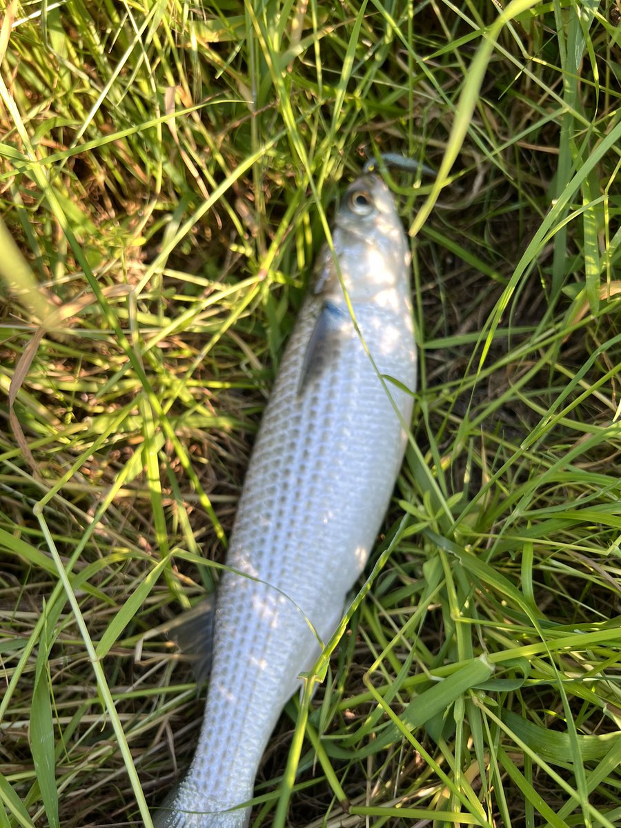 リトルスイーパー2.5 DS
バスを釣らしてくれ…ば・す・を❗️
久々に来てんだから🥹

てか　何でこの釣りでボラ祭り？