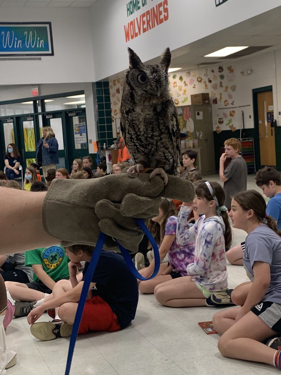 Loved learning about some fascinating birds of prey during our Friday assembly. #WGLeads <a href="/AHSD25Westgate/">Westgate Elementary</a> <a href="/PtaWestgate/">Westgate PTA</a>