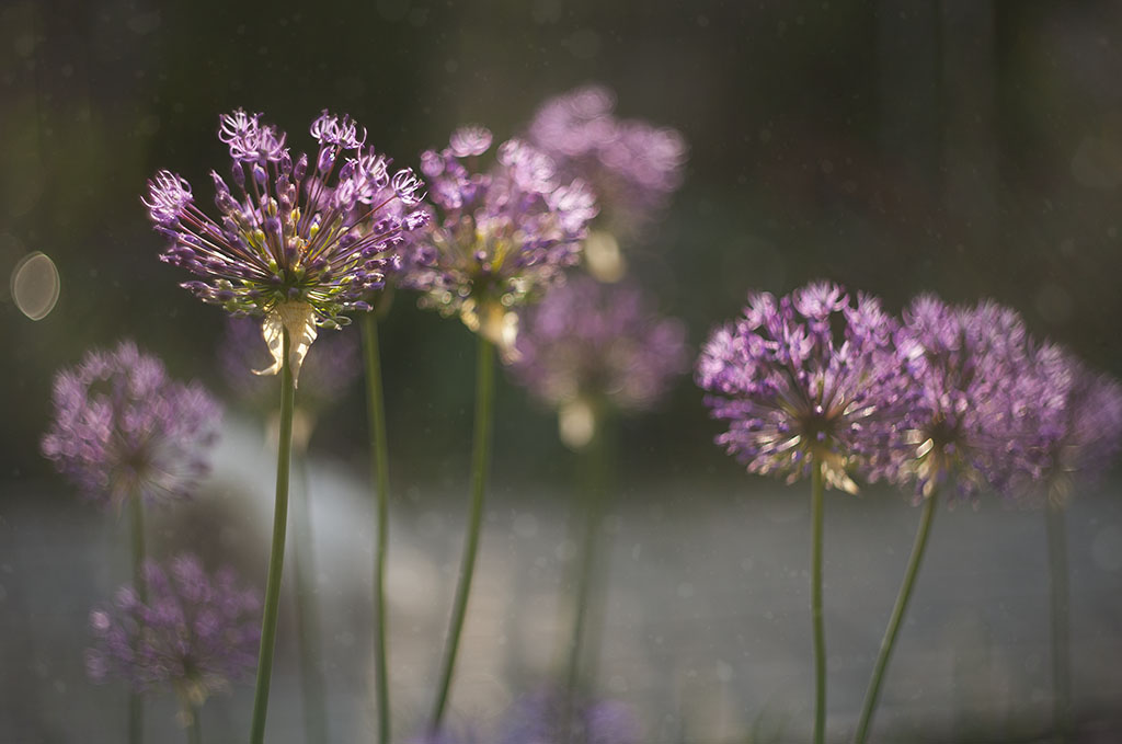 Аліуми💚💛💚 #allium #botanical
vzdulska.site/alium/