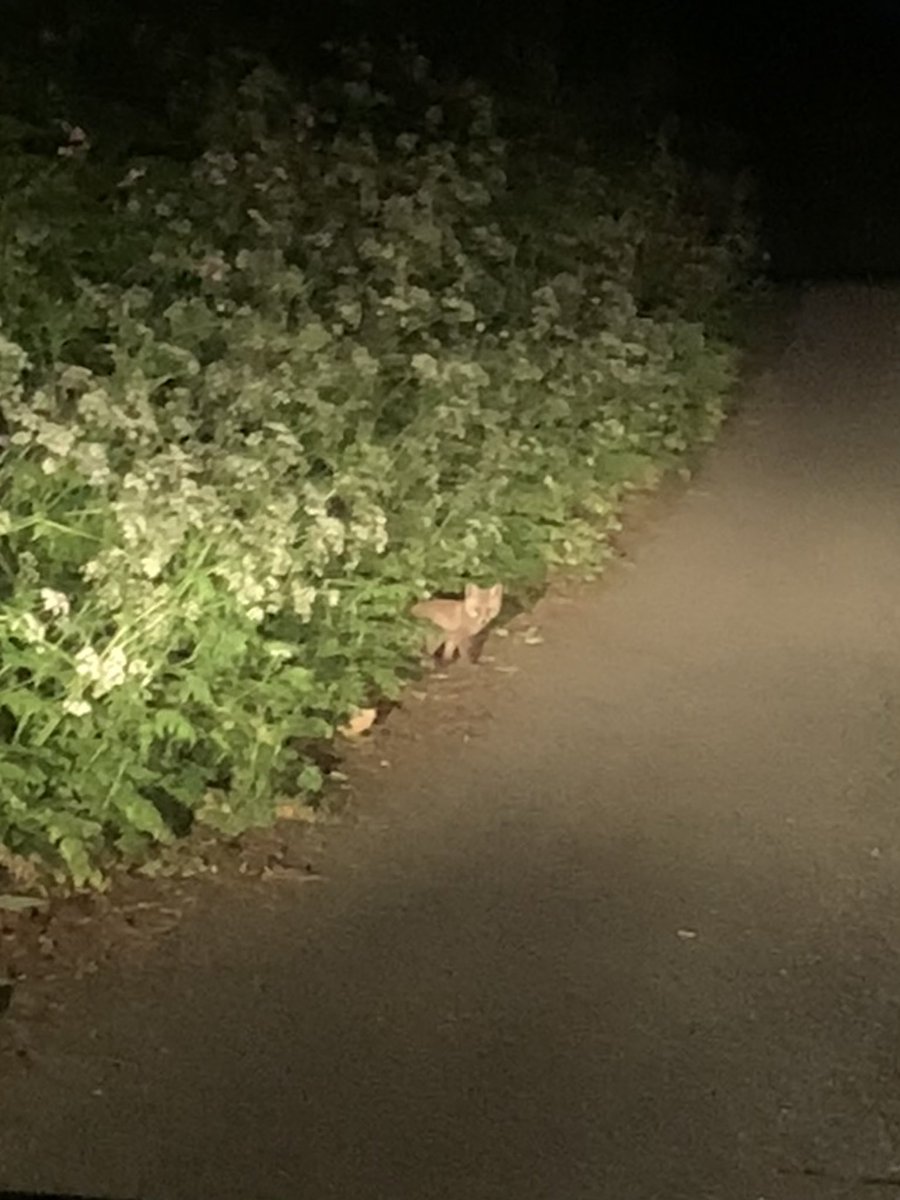 PembrokeBells's tweet photo. This tiny cub seemed all alone and had a narrow escape last night - I nearly ran her/him over as I approached home.  #FoxOfTheDay https://t.co/aShLC1Xt3V