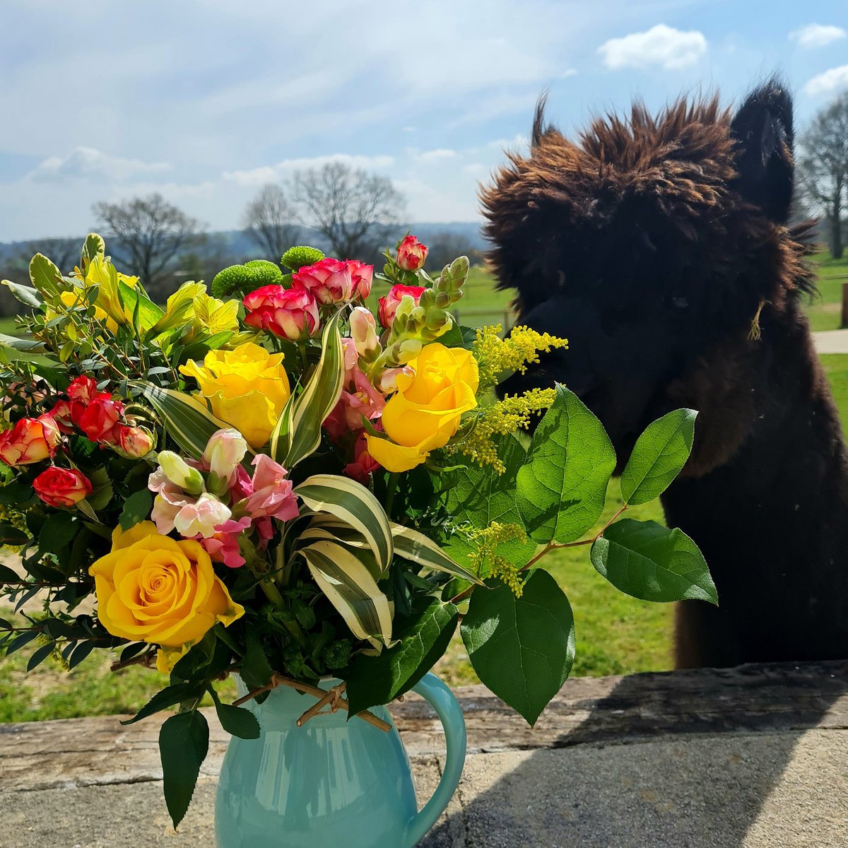 Sid checking out my gorgeous @eFloristflowers Windsor bouquet, he couldn't resist a sniff 😂