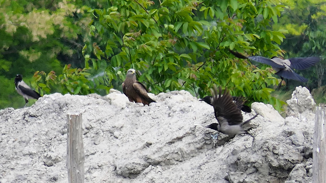 kupac1's tweet photo. A Black Kite (Milvus migrans) having a discussion with some Hooded Crows. 😄 #birdsofhungary #birdsofeurope #BirdsSeenIn2022 #hawks #birdsofprey #raptors https://t.co/K03tpHKqzh