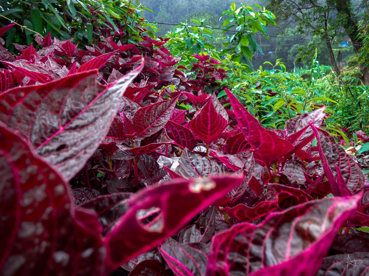 Let your life lightly dance on the edges of time like dew on the dip of a leaf🌿

#nature #naturephotography #naturelovers #flowers #colours #naturebeauty #photographylovers #lighting #naturalshot #lightroom #noz #naturalzoneofficial #leafs #flowerphotography #landscape