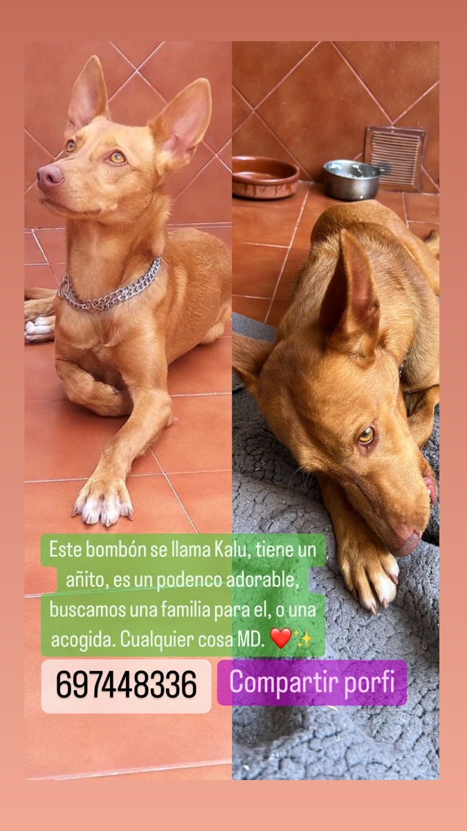 Adirosbe's tweet photo. Como se que twiter a veces hace magia, aquí os dejo un caso muy especial de un podenco, que desde que nació, por desgracia, solo ha pasado por momentos difíciles. Le buscamos un hogar, difundir por favor. #adopcion #podencos https://t.co/Po7dOcl6z2