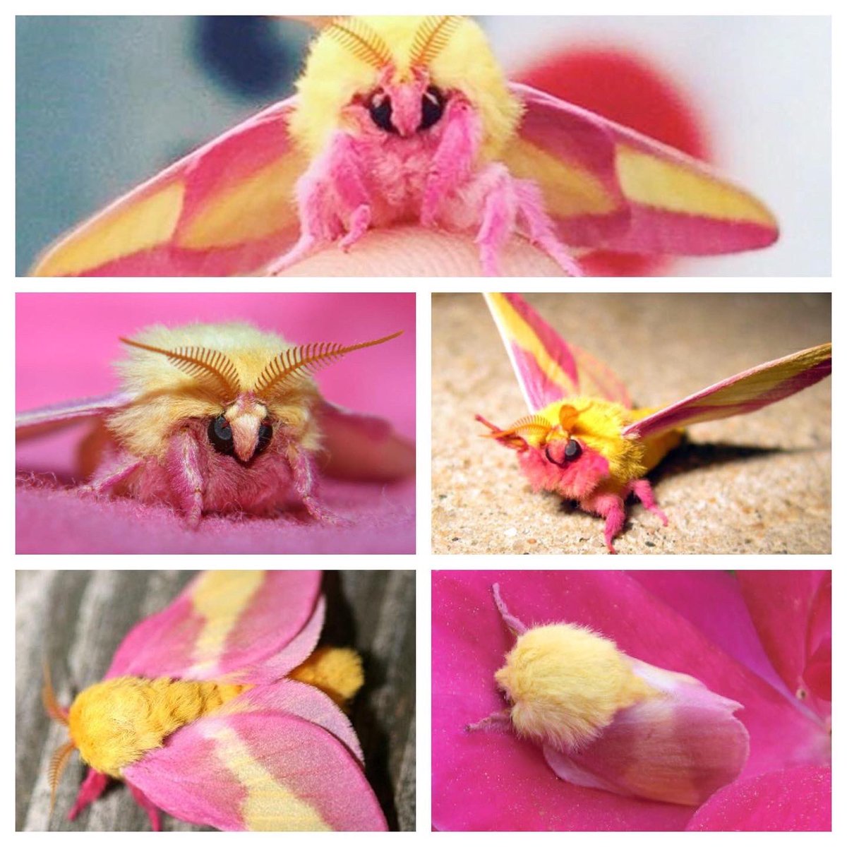 yashshouldstudy's tweet photo. my friend said this moth reminded her of me and i’m so 🥹 https://t.co/xDfQqwxP7K
