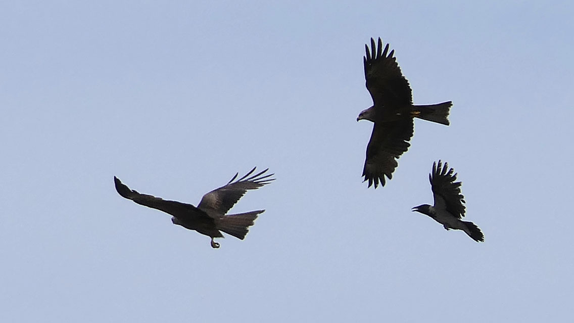 kupac1's tweet photo. Two of the 7 Black Kites (Milvus migrans) I saw yesterday. With a Hooded Crow trying to tell them what's what! 😀 #birdsofhungary #birdsofeurope #BirdsSeenIn2022 #hawks #birdsofprey #raptors https://t.co/4ZlhXJWK4c