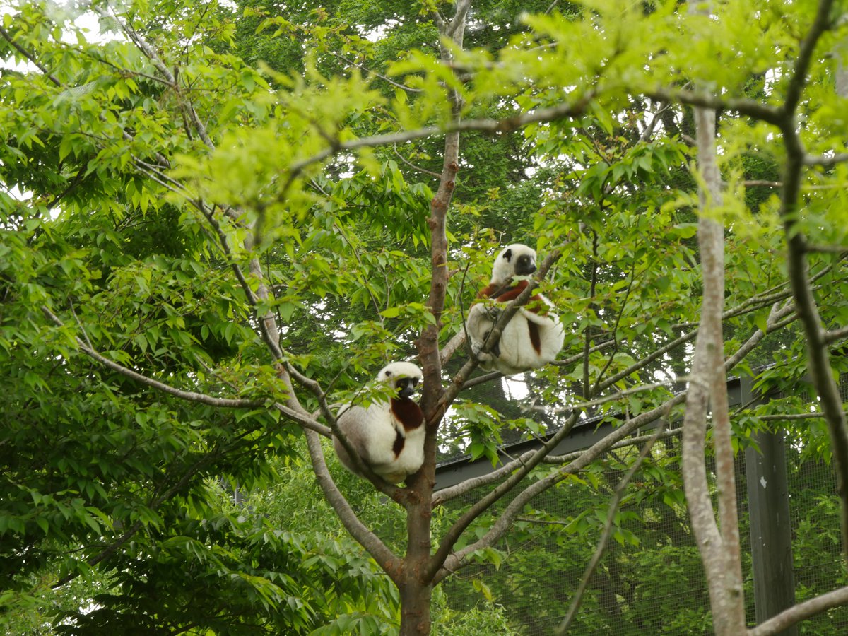 Fossa and sifaka in their habitats <a href="/chesterzoo/">Chester Zoo</a>