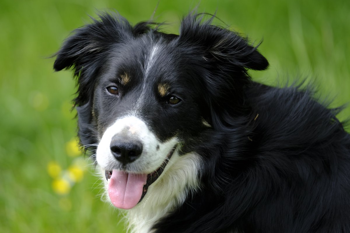 Rocking_Robbin's tweet image. Here&apos;s Danny staring at his ball saying come on throw the ball now!!