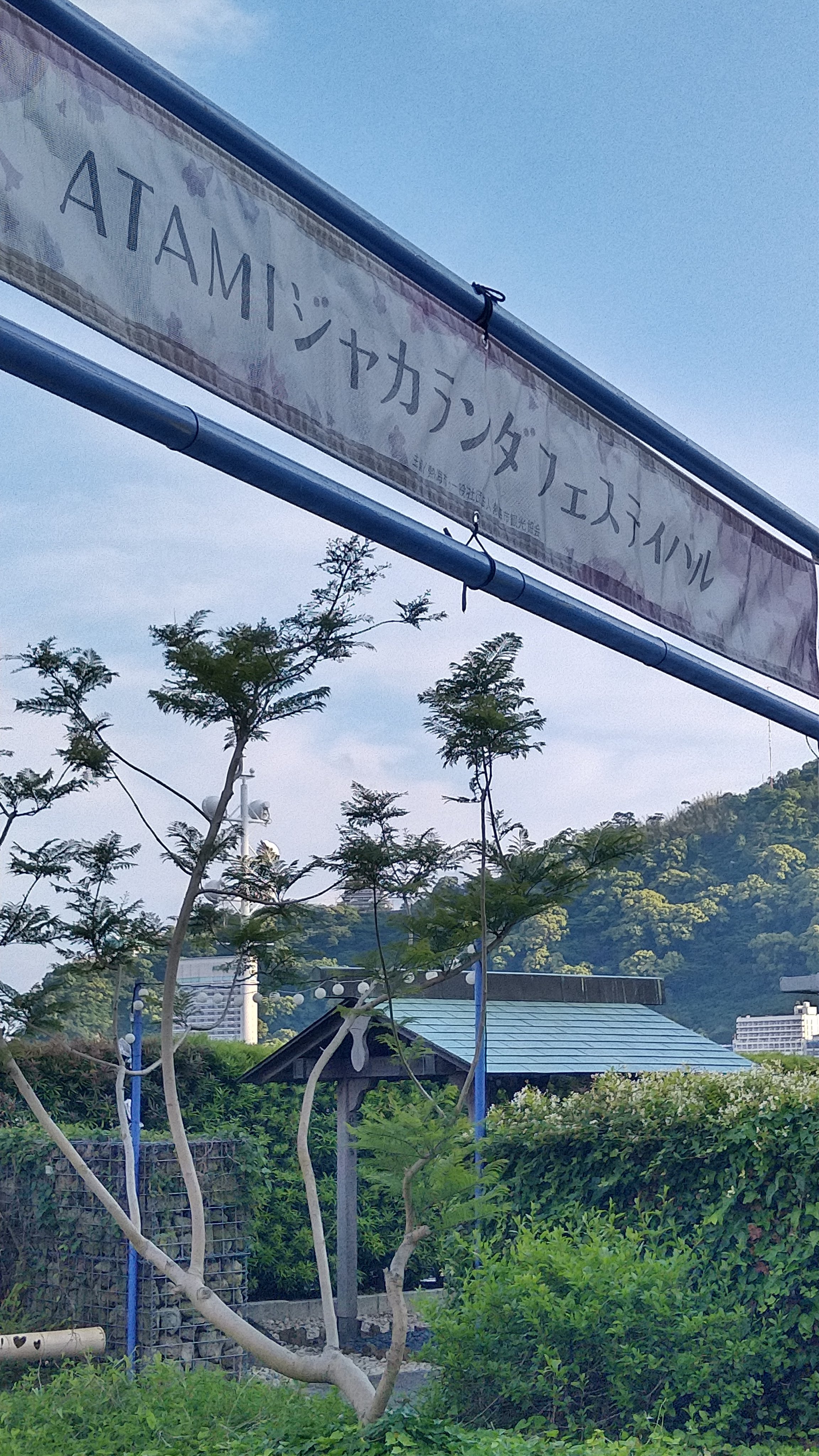 あつうみ 定点観察 写真は今朝の熱海市内お宮緑地ジャカランダ 遊歩道 パールスターホテルさん向かいの一般種は散策中に見上げると気がつく位 開花しています サンビーチ西端も蕾が膨らみ明日には開花レベルでしょうか シーサイドスパ Amp リゾート