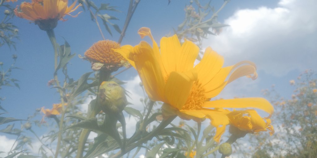 PumpkinFlavour's tweet photo. They nature themselves resistant to dry weather conditions still they make it to blooming they just need energy from the sun to spread out their petals resting at its favourite position competing for the beauty goddess tittle with the sun.
 #yellowflower💯 Nature is beautiful. https://t.co/62N3eWZT0F