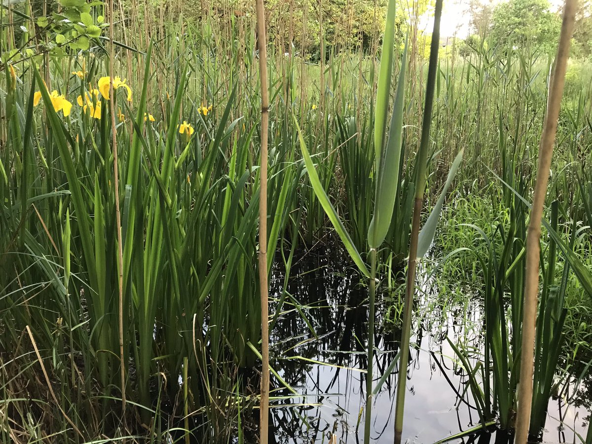 HermansHoning's tweet image. Genieten!! Werken en genieten in de tuin maar ook zittend bij de kikkerpoel #observeren en verwonderen of met de handen in de zakken (tuk) struinen in de tuin💚😍
