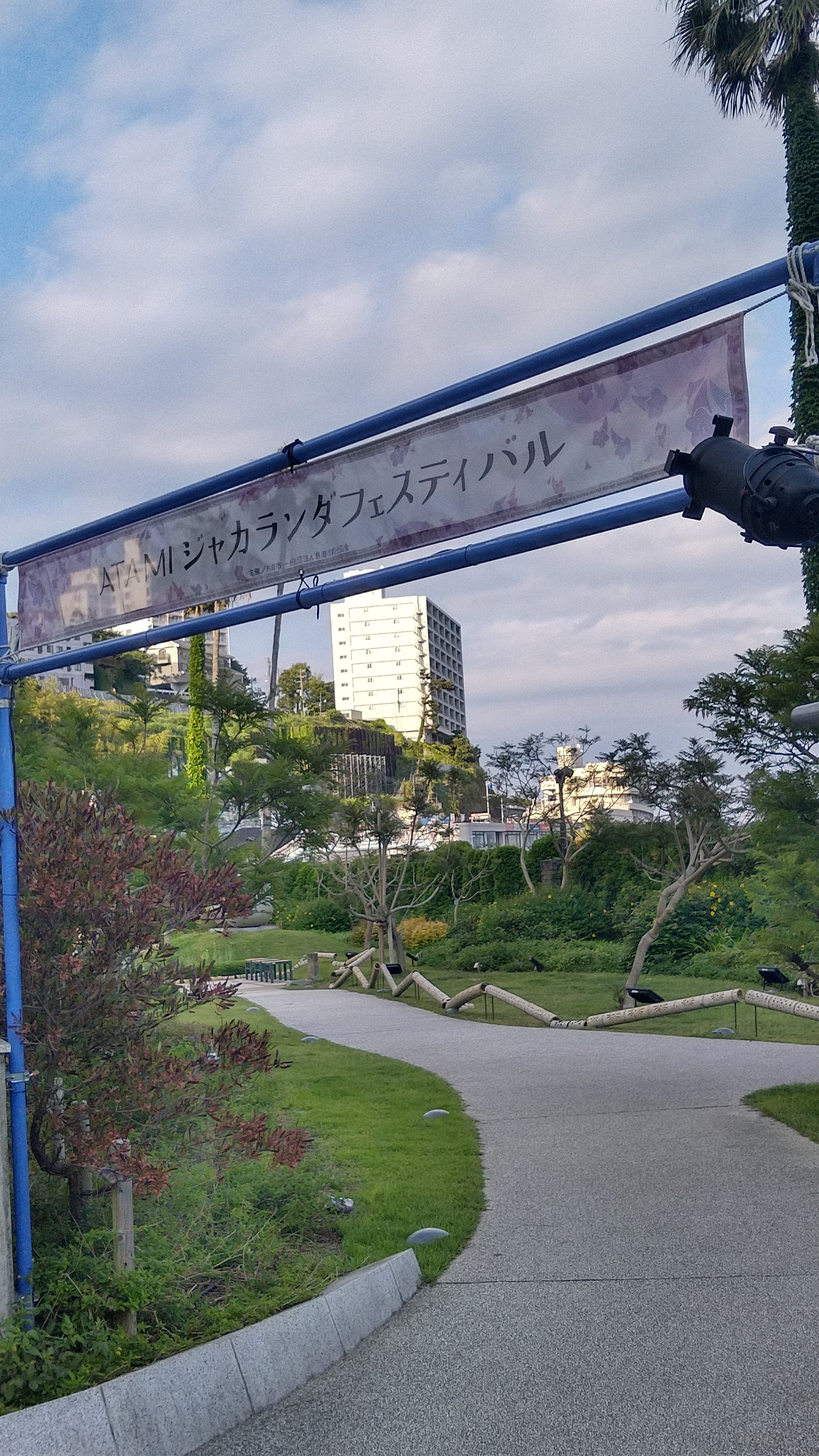 あつうみ 定点観察 写真は今朝の熱海市内お宮緑地ジャカランダ 遊歩道 パールスターホテルさん向かいの一般種は散策中に見上げると気がつく位 開花しています サンビーチ西端も蕾が膨らみ明日には開花レベルでしょうか シーサイドスパ Amp リゾート