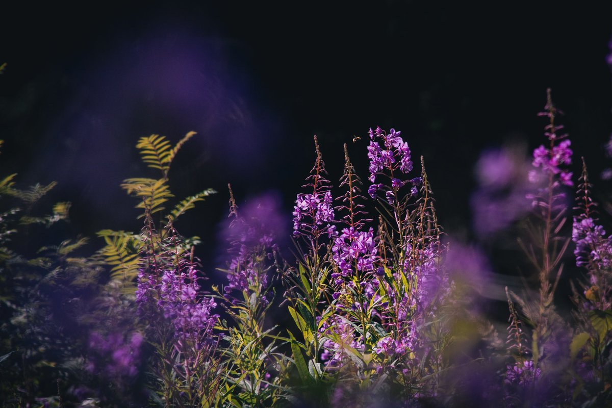 HanskiNatureNet's tweet image. Happy #BiodiversityDay from Ilkka Hanski #NatureNetwork 🌿 The Nature Network continues to expand and contribute to #biodiversity protection in Virolahti, #Finland. @luonnonsuojelu @BDVerkosto