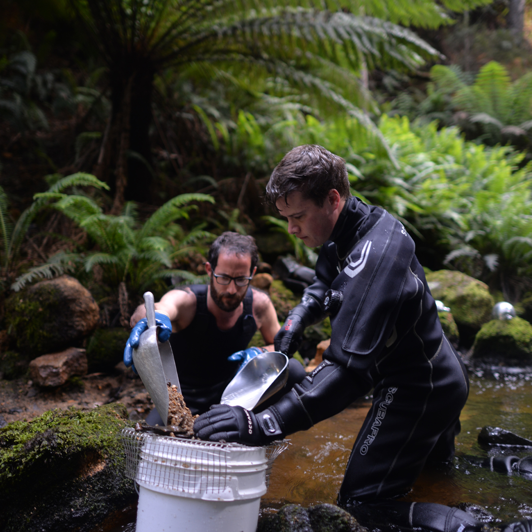 GIAnews's tweet photo. A team of GIA gemologists went to Tasmania to gather gem samples for GIA’s reference collection. Using traditional hand tools, they worked in a stream near Weldborough and collected more than 200 samples of Tasmanian sapphire. Learn more: https://t.co/azVax74TLa https://t.co/P348TkdVO4