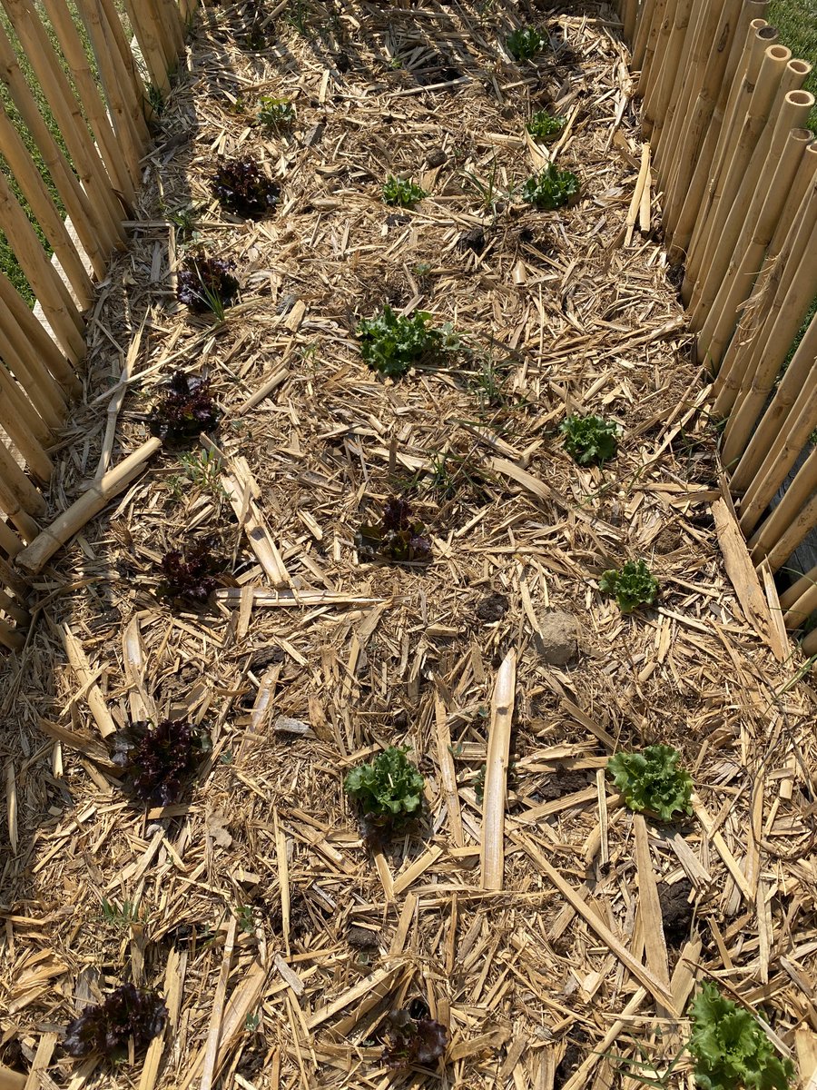 Van creciendo las lechugas