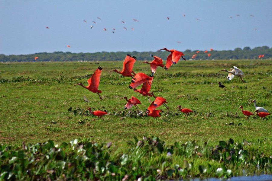 La desaparición de especies es uno de los síntomas del fracaso de este modelo civilizatorio de muerte.

Hoy, Día Internacional de la Diversidad Biológica, reafirmamos nuestro compromiso con la salvación de la Tierra. 

¡Otro mundo es posible!