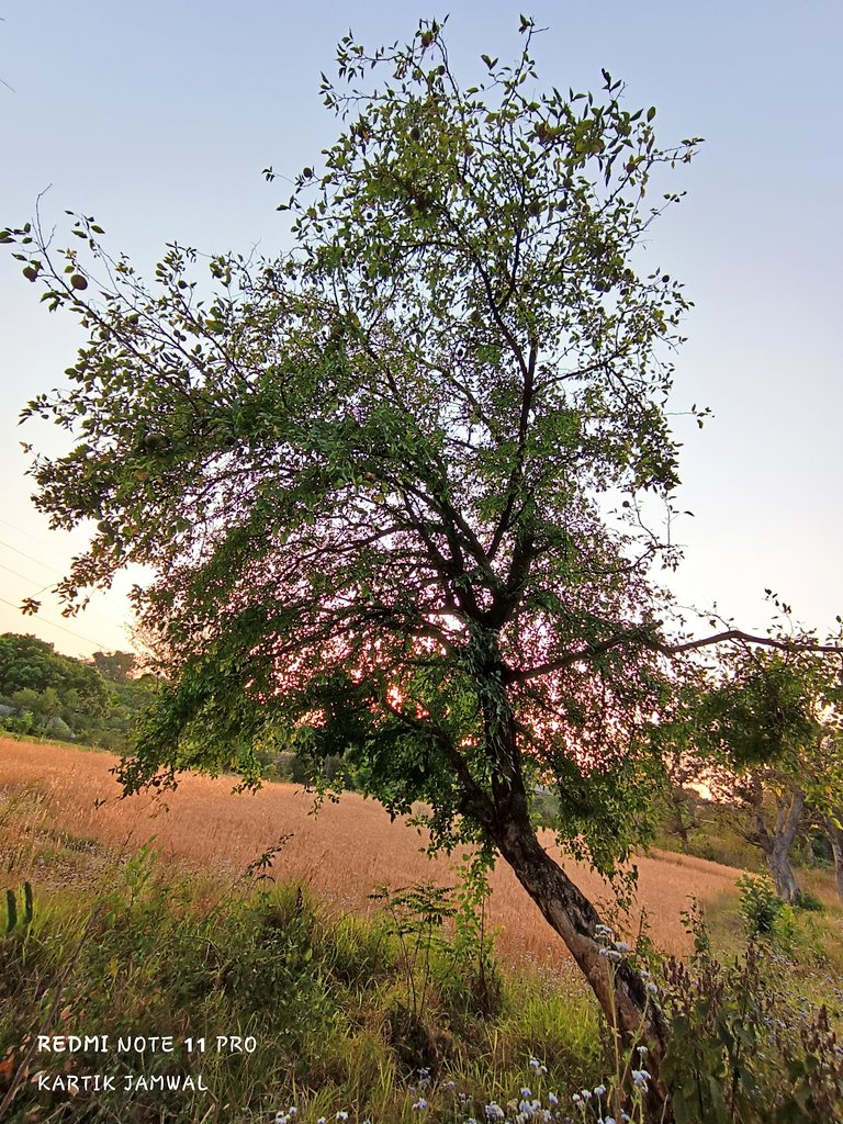 Kartik45Jamwal's tweet photo. #Bitcoin #cryptocurrency #BLACKPINKxRollingStone #Ronaldo #ViratKohli #himachal #sunsetphotography #Tree #no_editing https://t.co/yW7ZoXcK0U