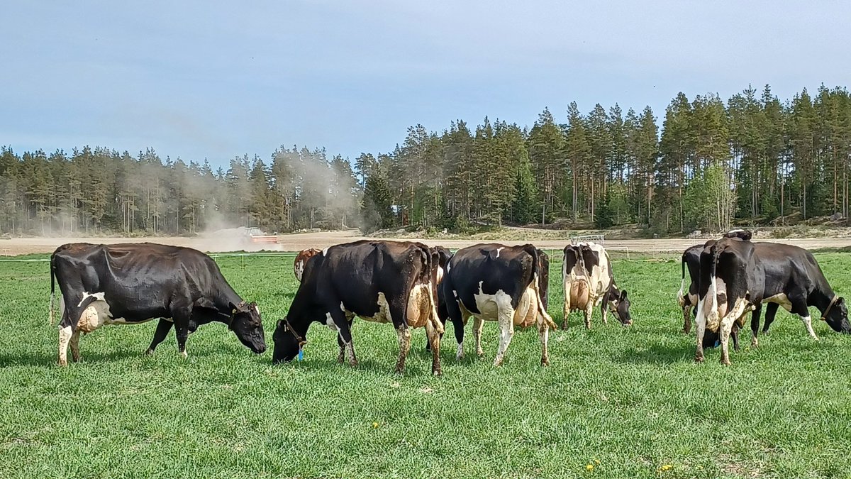 EllaAnu's tweet photo. After very cold and long Spring the girls are finally out there grazing. What a run to the pasture! #grazing #coldspring #everythingislate #HereWeGoAgain @ProAgria https://t.co/VUel9oiJVy
