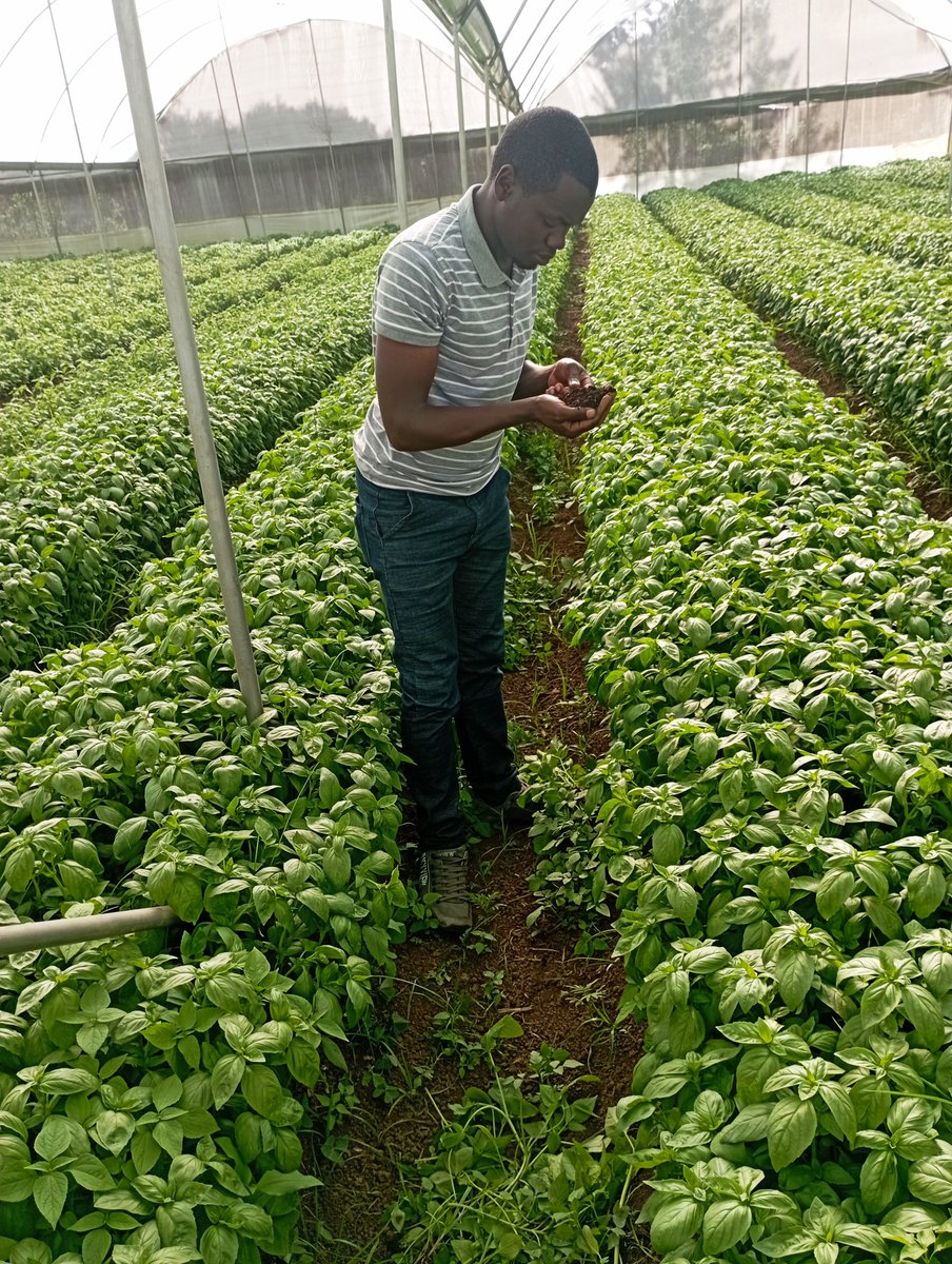 ParisThumi's tweet photo. Genesis 2:9
The Lord God made all kinds of trees grow from the soil, every tree that was pleasing to look at and good for food. (Now the tree of life and the tree of the knowledge of good and evil were in the middle of the orchard.)
#Soil #Soilhealth #agribusiness #farmingGodsWay https://t.co/zbcZ0AAdxe