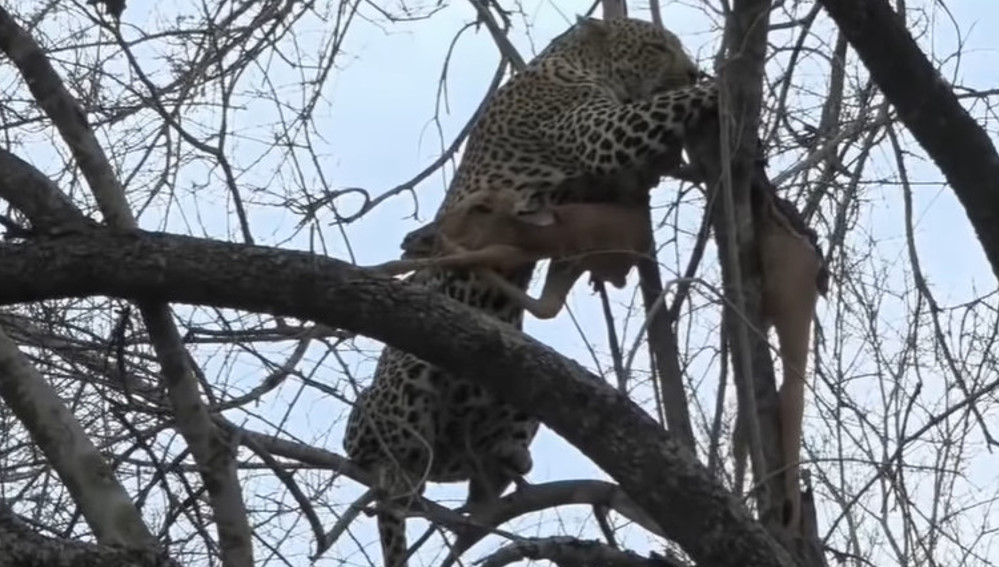 twigeza's tweet photo. Dear Hosana, I'll never forget you! You helped me a lot with all your humorous escapades during a serious illness. All the pain was forgotten when I've seen you on WE. Hard to say what was the best of you, but in your honor today
https://t.co/87Np1Dreyc with Tristan.
#wildearth https://t.co/Yy7AQXIJPy