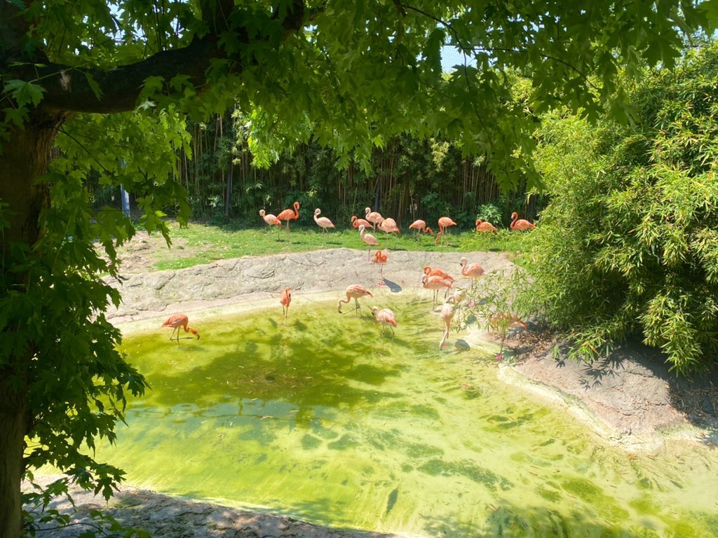 First school trip in Italy ✅

So amazing to see the children’s tiny little excited faces! 🥰✨ 

#internationalteaching #italy