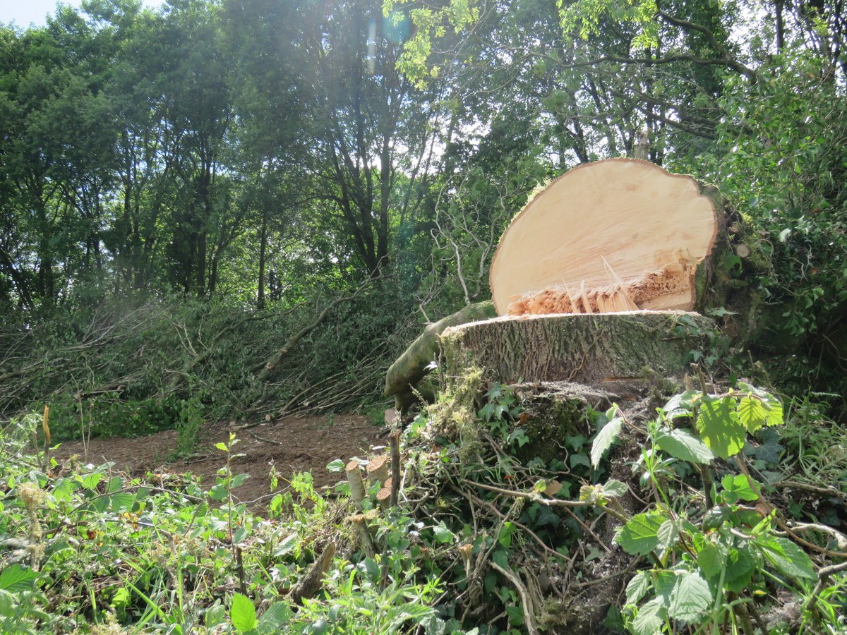 Brigit Strawbridge tweet media