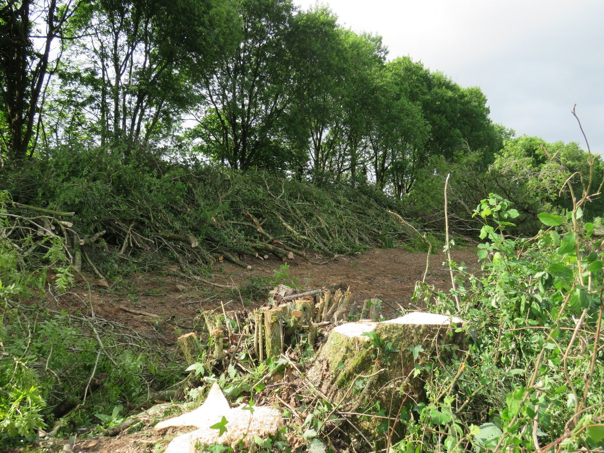 Brigit Strawbridge tweet media