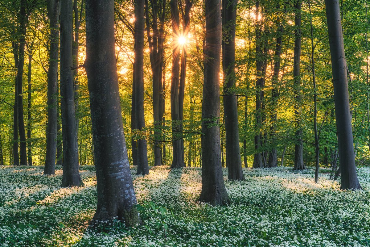 Beautiful evening with the blooming wild garlic here in Denmark 🇩🇰 

#landscapephotography #Denmark #nature #flowers #landscape