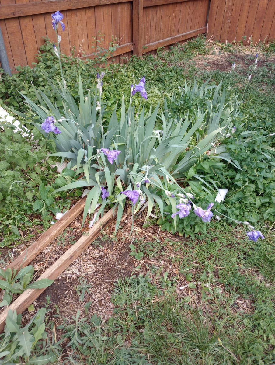 coliniago's tweet photo. A little bit worn, but these iris's were under 5 inches of snow yesterday. So I'll allow it. #maysnow #SpringinDenver https://t.co/Hatyojr05r