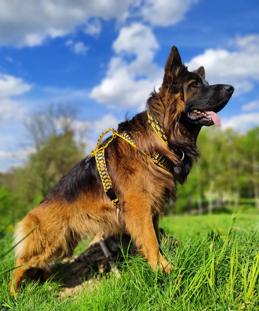 gsdheart's tweet photo. RT
I look super handsome in that ππ
π₯ Credit: grado_german_shepherd
#GermanShepherd #gsd #doge #puppy #dogsoftwitter #asklogic #sundayvibes https://t.co/iIF60H7eiK