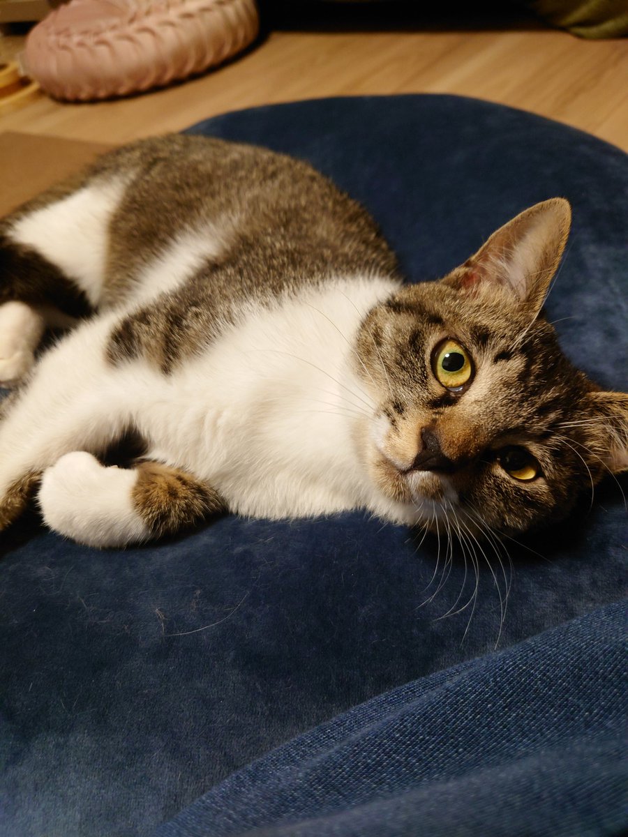 torasuka's tweet photo. 今日の猫 https://t.co/ufI4fRvN86