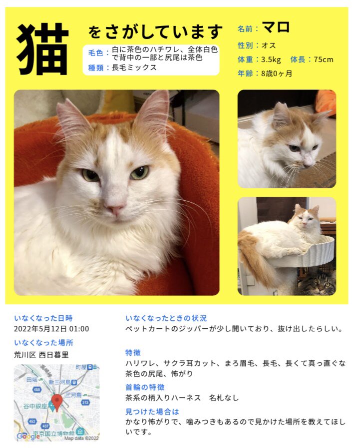 あっきーにゃん 4nekosanpo Twitter あっきーにゃん 4nekosanpo Twitter