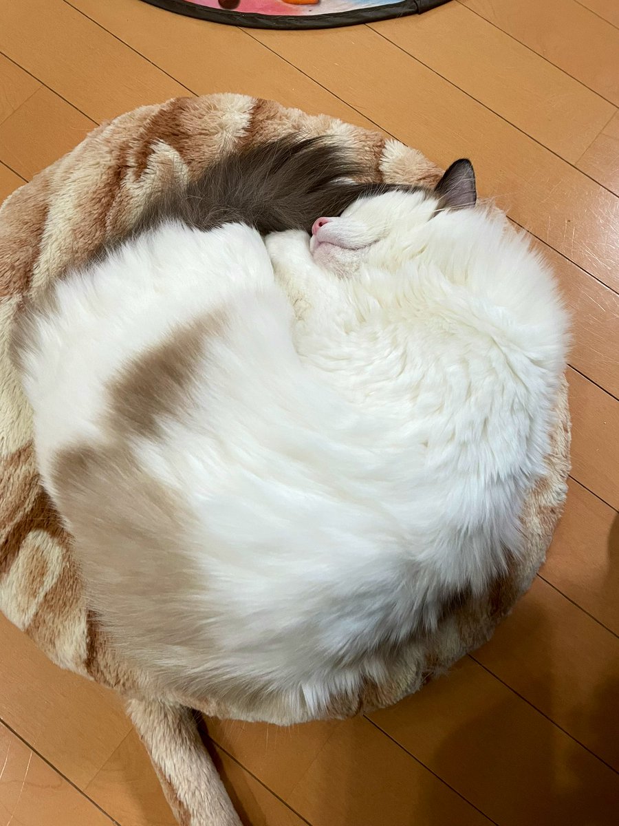 ニャンモナイト😊

#猫がいる生活 
#猫がいる幸せ