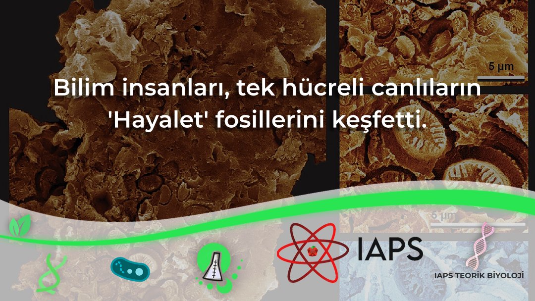 gtuiaps's tweet photo. Uluslararası bir araştırma ekibi şimdiye kadar hiç fark edilmemiş olağanüstü bir fosilleşme türü buldu.

Fosillerin, milyonlarca yıl önce denizlerde yaşamış, kokolitofor adı verilen tek hücreli planktonların mikroskobik izleri veya "hayaletleri" olduğu tahmin ediliyor. https://t.co/OEjAniREzE