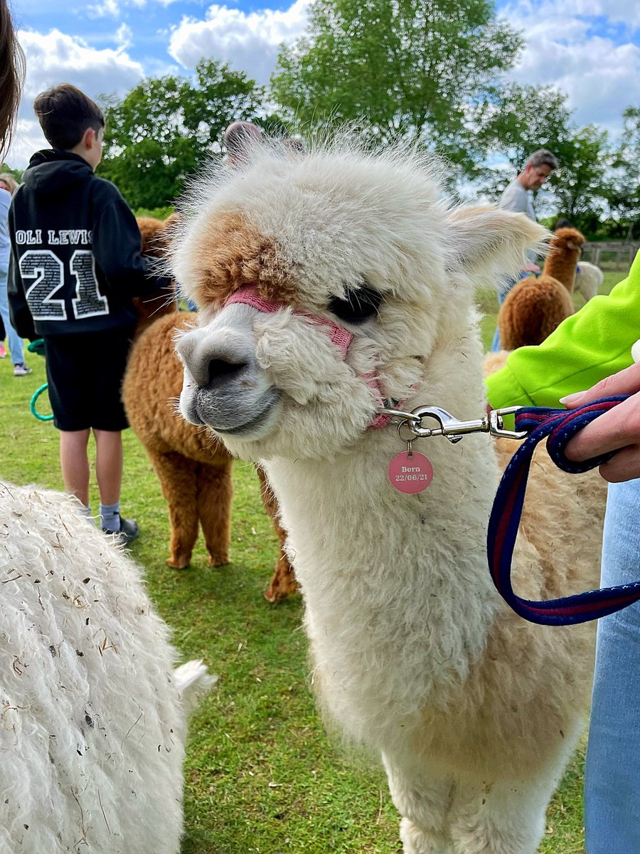 SZecius's tweet photo. Lovely day at Pennybridge farm. We had a good time and we make some memories! โ๏ธ๐ฆ Love The Alpacas! ๐ #alpacas #daddyweekend #dayout #familytime #happyday #nurselife https://t.co/JuSv03Z4cs