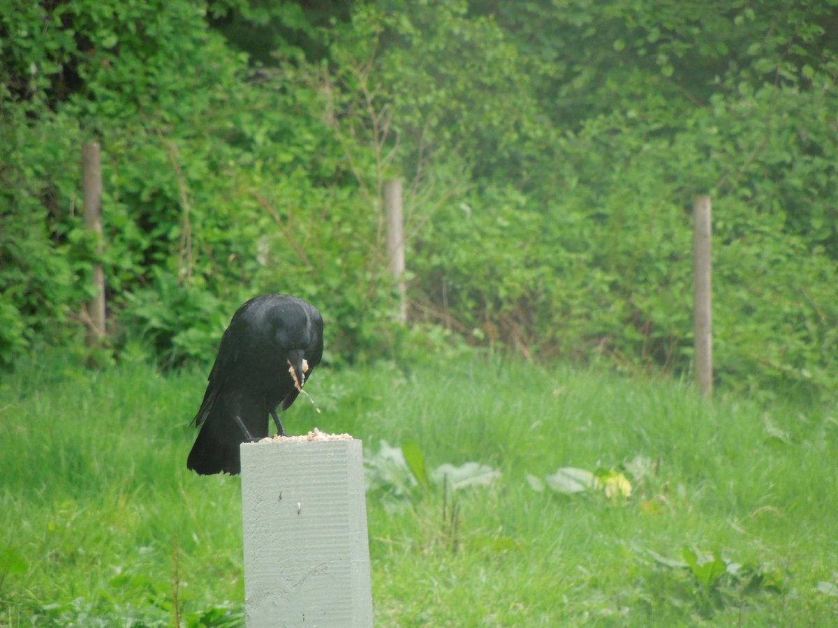 tankgrrrrrl's tweet photo. FINALLY named the 2 crows who demand food every day, had babies here last year & presumably have some now (or else are just eating LOADS more than usual?!)
Julie & Bobby (after the Garfields, & their conveniently gender-dual names! @YaNanous #CrowTwitter) https://t.co/vVtnGVyZR5