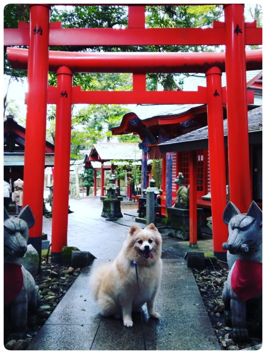 x_xShio's tweet photo. @otter_fes ウチの子、10kgポメです( *´꒳`*)
ほぼ中型犬(笑) https://t.co/j7PXgKgn7Z