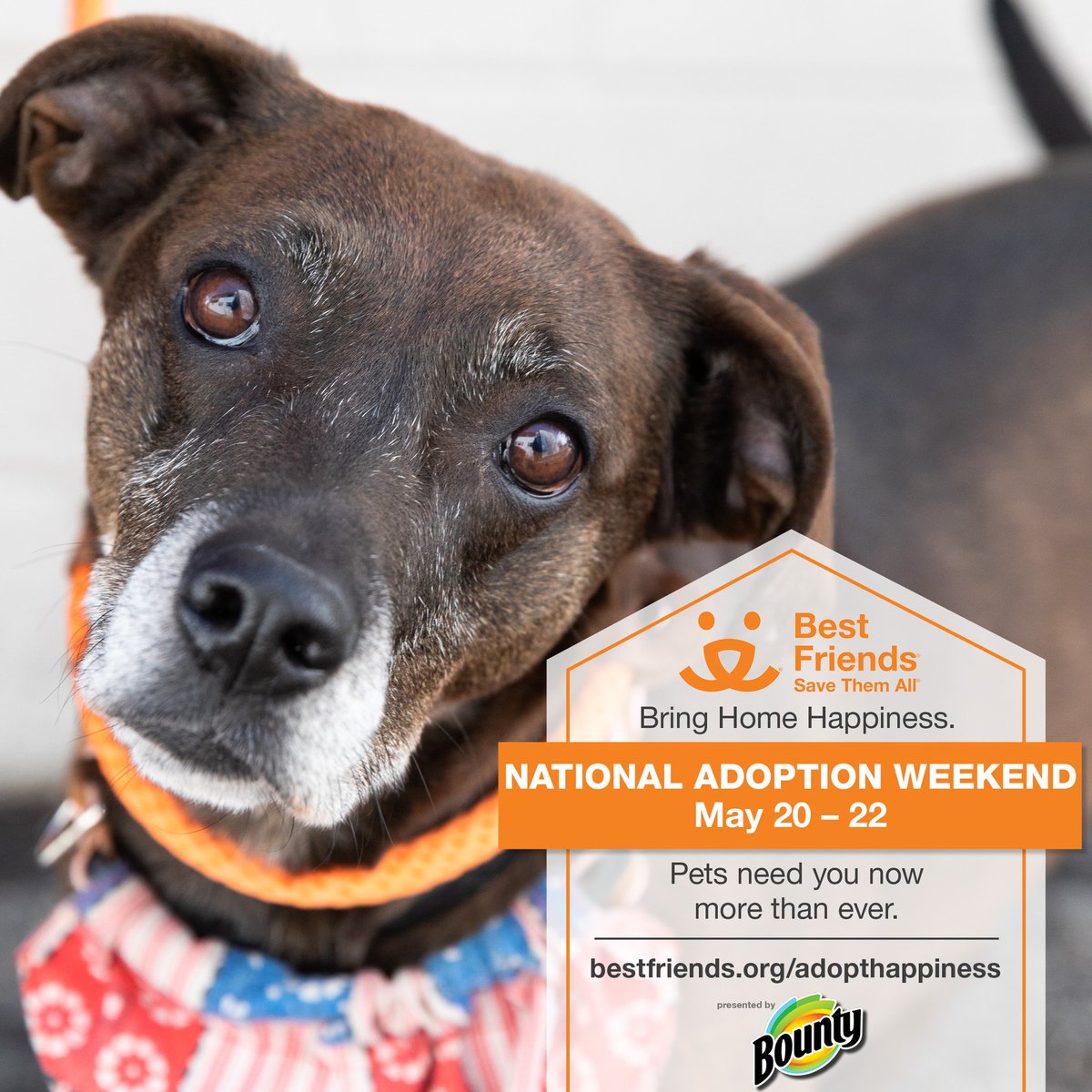 🎉 It’s National Adoption Weekend and we've got #BountytotheRescue!  🎉

Thanks to @Bounty we will receive a donation for every cat and dog adopted this weekend. View all adoptable animals on our website: dbqhumane.org/adopt/