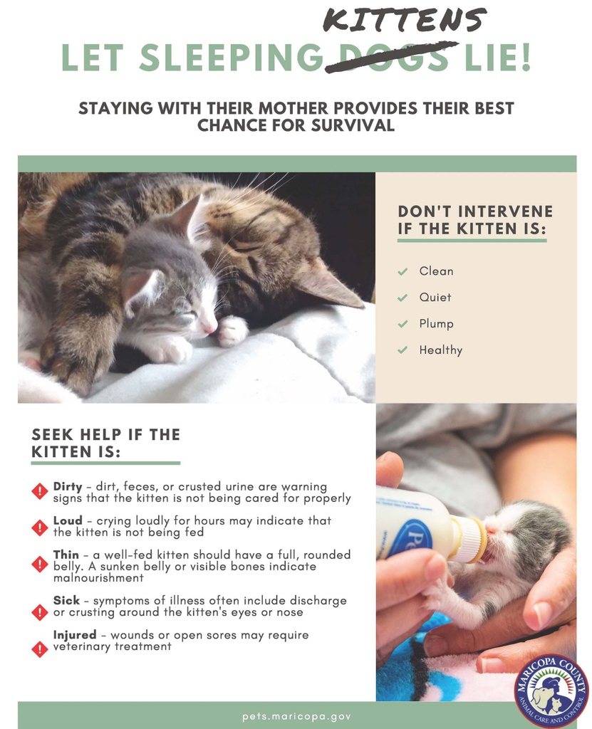 windsorhumane's tweet photo. There has been a LOT of kit-napping this weekend! If you find baby kittens who are clean and plump, they should be left where they are under mom's tender care - even if you don't see her. For more info visit https://t.co/obL2tEInJi
#endkitnapping #mamaknowsbest https://t.co/X5eNmN5Qqq